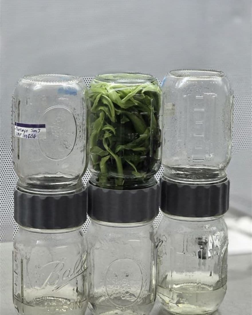 Frascos de cultivo in vitro con plántulas verdes en el banco de cultivo