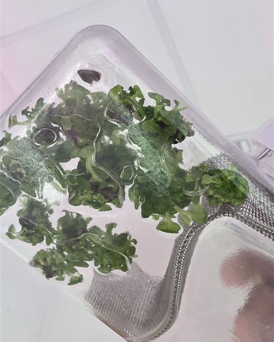 Plántulas verdes sanas creciendo en medio de cultivo