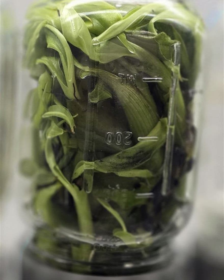 Frasco con plántulas verdes multiplicándose in vitro