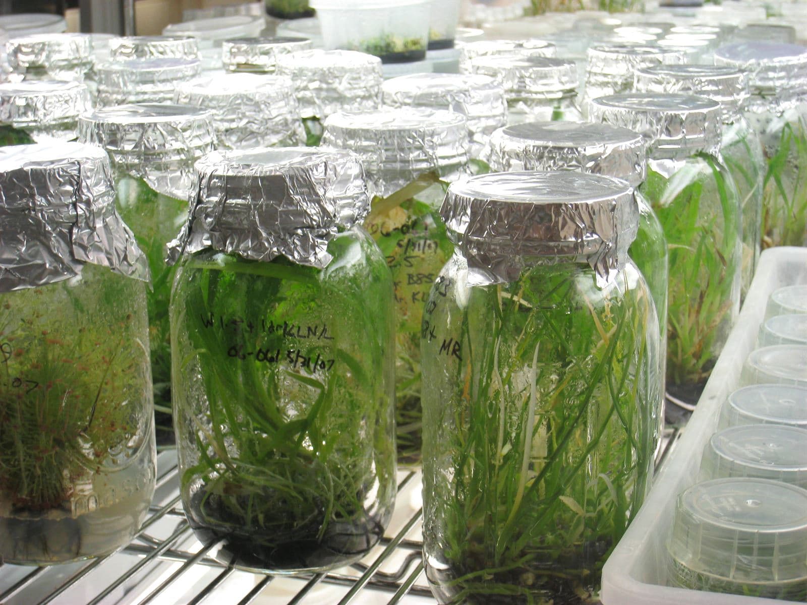 Tissue culture lab with rows of medium-filled jars
