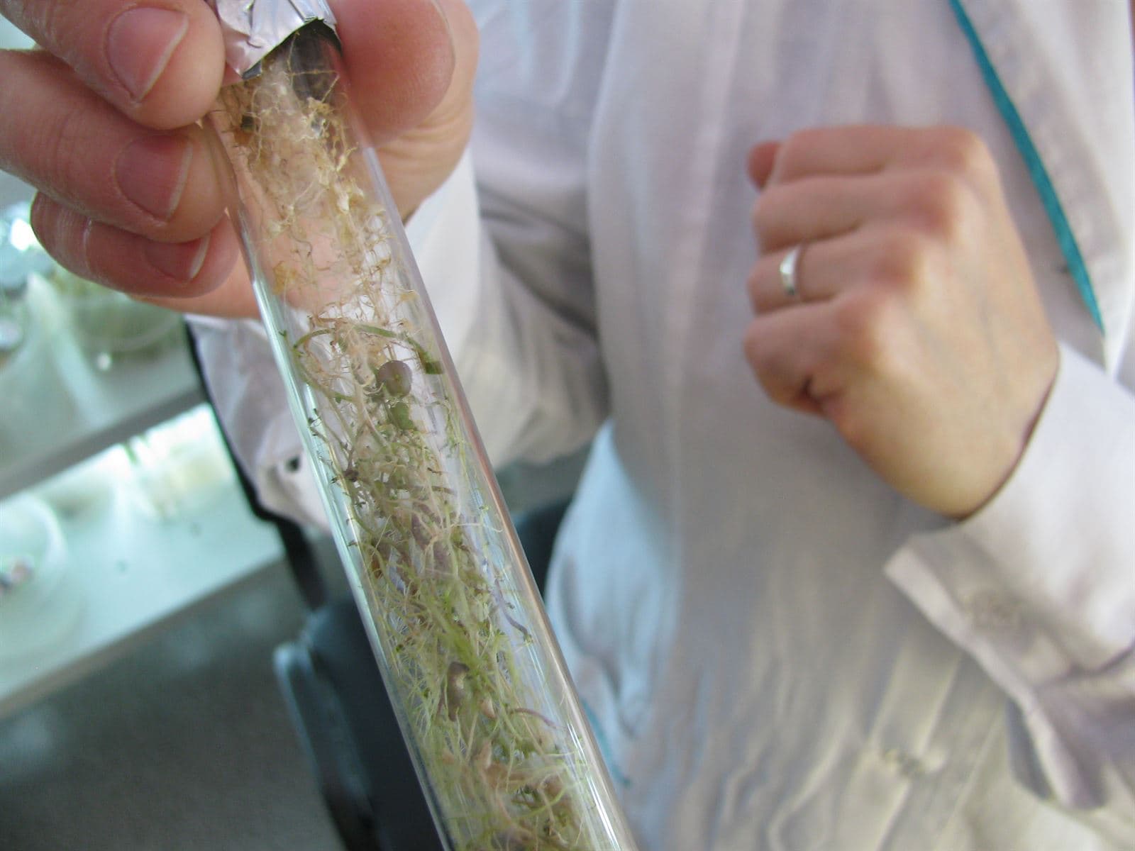 In vitro potato microtubers grown inside a culture jar