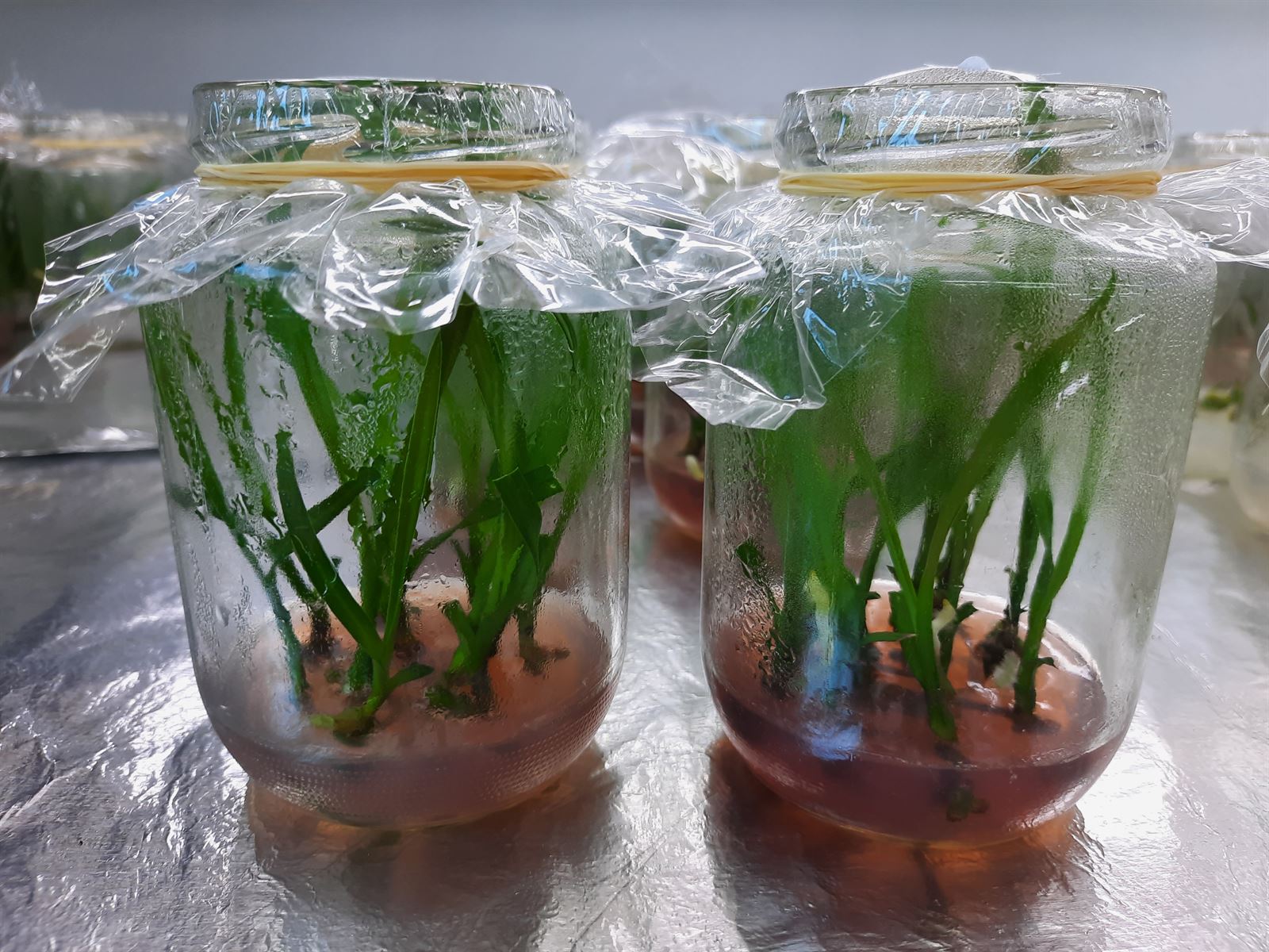 Plantines nuevos en bandeja durante la fase de aclimatación