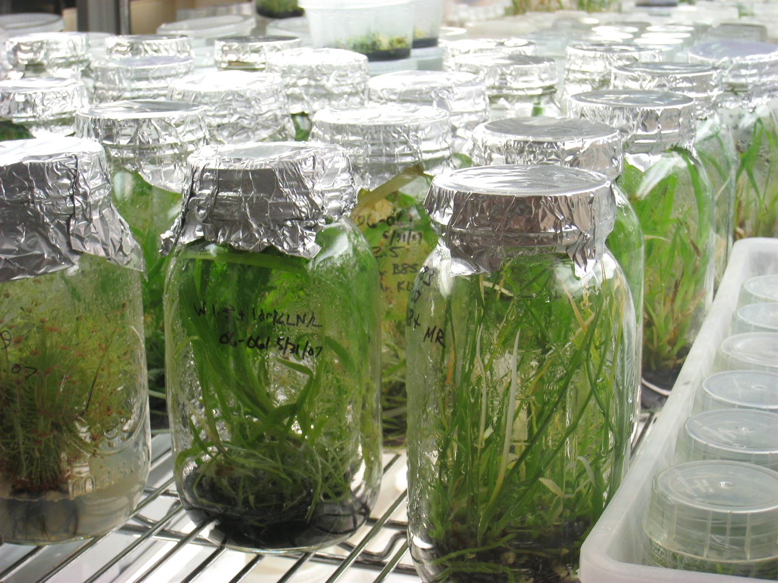 Laboratorio de cultivo de tejidos con frascos de medio en filas